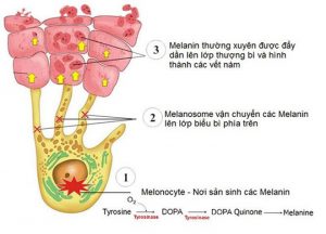Tế bào sắc tố trong cơ thể - nơi sản sinh melanin