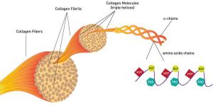 Cấu trúc Collagen trong cơ thể