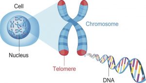 Sự ngắn đi của telomere gây lão hóa