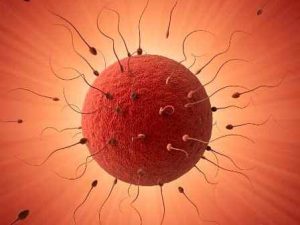 Quá trình thụ tinh của trứng và tinh trùng