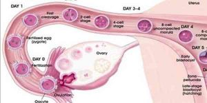 Quá trình rụng trứng và thụ thai ở phụ nữ