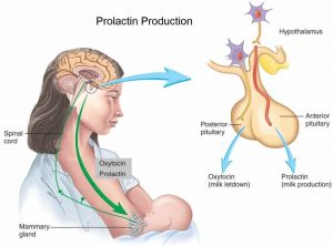 Hormone Prolactin sản xuất chủ yếu trong thai kỳ